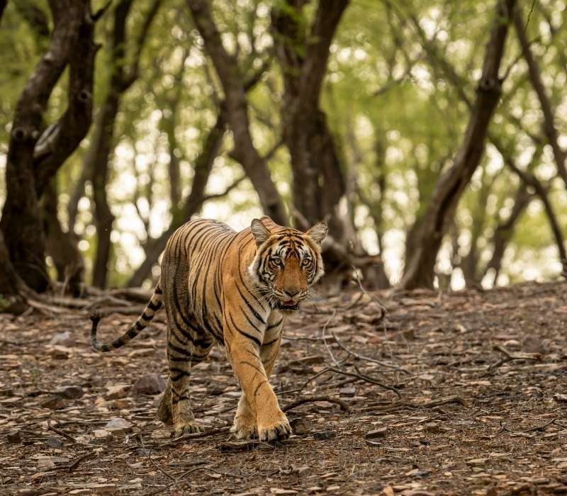 Golden Triangle Tour with Ranthambore